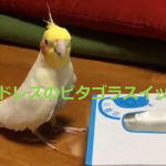 インコが歌うピタゴラスイッチがエンドレスでかわいすぎる♪