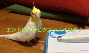 インコが歌うピタゴラスイッチがエンドレスでかわいすぎる♪