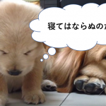 子犬が睡魔と戦っている動画が可愛すぎる♪やっぱり、最後は...