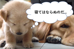子犬が睡魔と戦っている動画が可愛すぎる♪やっぱり、最後は...