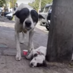 怪我をして動けない子犬のために泣き叫ぶ母犬に心打たれる...