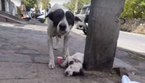 怪我をして動けない子犬のために泣き叫ぶ母犬に心打たれる...