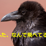 『あんた、なんで飛べてるの?』ある日、目撃したカラスの姿に驚愕!!