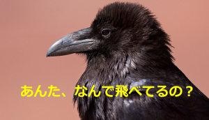 『あんた、なんで飛べてるの？』ある日、目撃したカラスの姿に驚愕！！