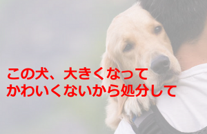 保健所に飼っている犬が大きくなった理由で処分を依頼した飼い主が...