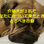 介助犬が1匹であなたに近づいて来たときにとるべき行動とは...