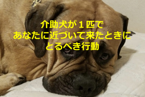 介助犬が１匹であなたに近づいて来たときにとるべき行動とは...