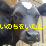【いのちをいただく】牛のみいちゃんがお肉になるまでのお話に涙が止まらない...