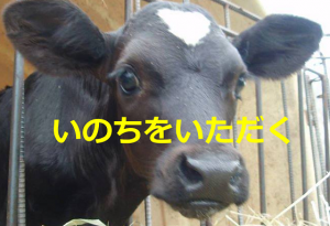 【いのちをいただく】牛のみいちゃんがお肉になるまでのお話に涙が止まらない...