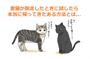 【驚愕の猫ネットワーク】愛猫が家から脱走したときに試したら本当に帰ってきた”ある方法”とは...