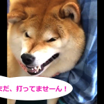 注射を激しく嫌がる柴犬の動画に爆笑w「まだ、打ってませーん!」