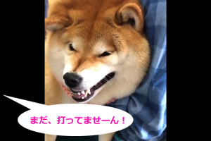 注射を激しく嫌がる柴犬の動画に爆笑ｗ「まだ、打ってませーん！」