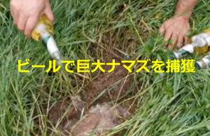 小さな穴にビールを注いで、巨大ナマズを次々に捕獲してしまう動画が凄すぎる！！
