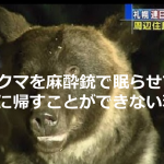 住宅街に出没したクマを麻酔銃で眠らせて山に帰すことができない理由とは...