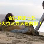 海岸で岩に挟まった巨大ウミガメを発見した若いカップルの行動に称賛の嵐!!