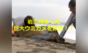 海岸で岩に挟まった巨大ウミガメを発見した若いカップルの行動に称賛の嵐！！
