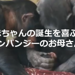 赤ちゃんの誕生を喜ぶチンパンジーのお母さんの取った行動に超感動!!