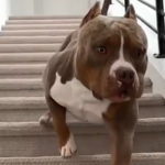 【爆笑動画】犬が階段を駆け降りる動画が中毒になる!!