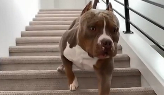 【爆笑動画】犬が階段を駆け降りる動画が中毒になる！！