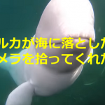 野生のシロイルカが水底に落としたカメラを拾ってくれる動画に感動!!