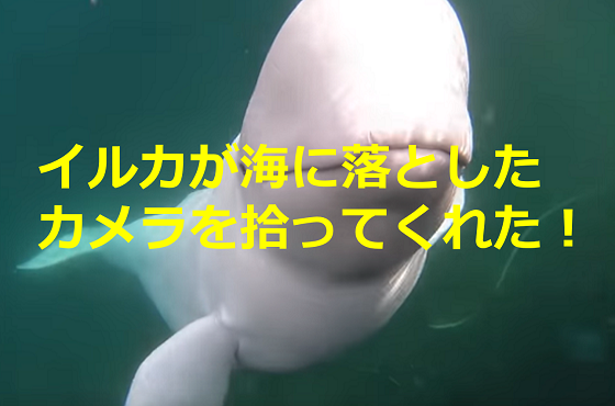 野生のシロイルカが水底に落としたカメラを拾ってくれる動画に感動！！