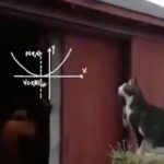 【やっぱり猫って天才w】屋根までの距離をわずかな時間で計算してジャンプしたら...