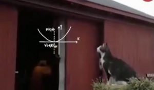 【やっぱり猫って天才ｗ】屋根までの距離をわずかな時間で計算してジャンプしたら...