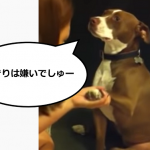 爪切りが嫌いな犬の爪を飼い主が切ろうとするとしたときの行動が...