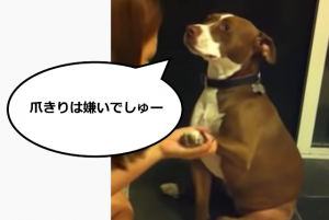爪切りが嫌いな犬の爪を飼い主が切ろうとするとしたときの行動が...