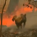 山火事で火傷をしたコアラを自分のシャツを脱いで包み救う女性の優しさに感動!!