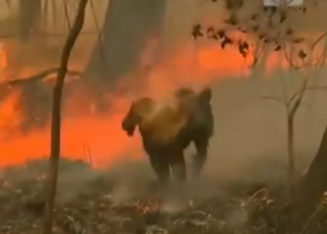 山火事で火傷をしたコアラを自分のシャツを脱いで包み救う女性の優しさに感動！！