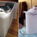 フランスの物理学者が数式を用いて検証した結果、猫は固体ではなく液体?!
