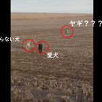 行方不明になった冒険好きの愛犬が”ヤギ”を連れて帰ってきた動画にほっこり!!