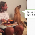 ご主人の食事が気になるワンコのしぐさが可愛すぎる!!