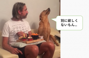 ご主人の食事が気になるワンコのしぐさが可愛すぎる！！