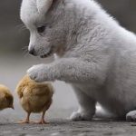 ヒヨコと遊びたくて、ちょっかいをかけつづける子犬の動画に癒される！！