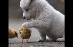 ヒヨコと遊びたくて、ちょっかいをかけつづける子犬の動画に癒される！！