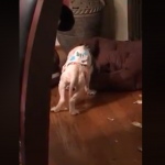 悪質なブリーダーから保護された犬の不思議な眠る姿に心が痛い...