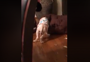 悪質なブリーダーから保護された犬の不思議な眠る姿に心が痛い...