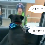 愛犬が行方不明になり塞ぎ込んでいた少年に放課後、待ち受けていたのは…