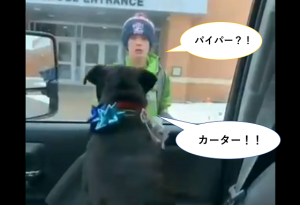 愛犬が行方不明になり塞ぎ込んでいた少年に放課後、待ち受けていたのは…