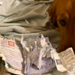 愛犬がパスポートをビリビリに破き、旅行中止になった旅先は・・・