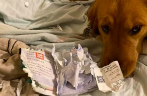 愛犬がパスポートをビリビリに破き、旅行中止になった旅先は・・・