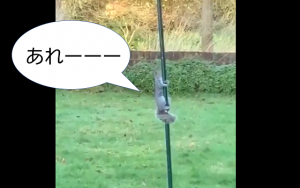 鳥の餌をみんな食べてしまうリスにうんざりした母が巣箱のポールに油を塗った結果...