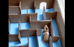 作った時間返して！！ハム太郎のために迷路作った結果…