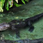 東山動植物園の死んだワニの胃から発見されたものに胸を痛める...