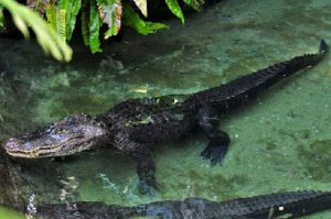 東山動植物園の死んだワニの胃から発見されたものに胸を痛める...
