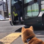 遠方に住む娘が乗った帰りのバスを見送る愛犬の姿に涙があふれる...