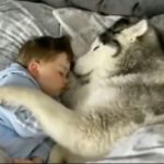 愛犬のシベリアンハスキーがベッドからでてこない...その結果...