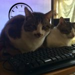 成功者続出?!テレワークを愛猫に邪魔されないための対処法にほっこりw